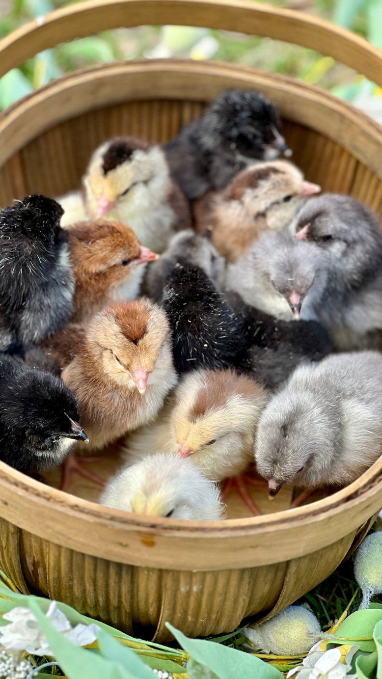 Red Oak Farm Hatching Eggs & Chicks – Red Oak Farm Store