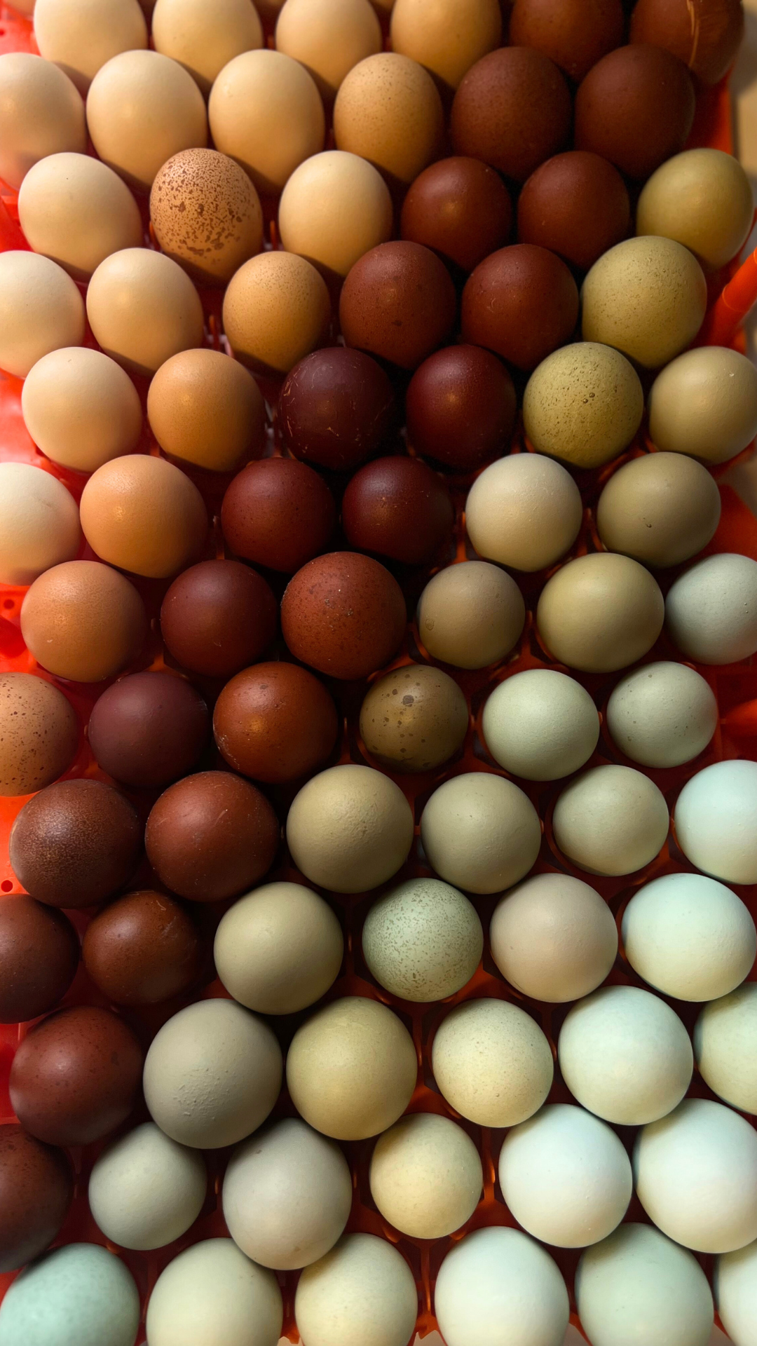 1 Dozen Mixed Hatching Eggs