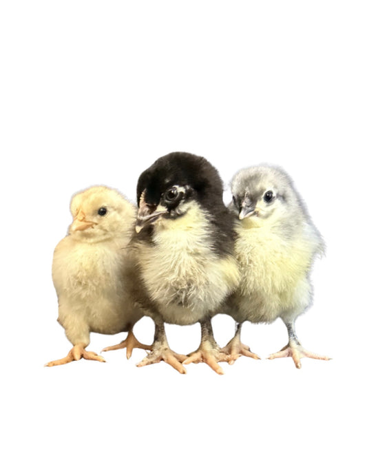 1 Dozen Mixed Chicks
