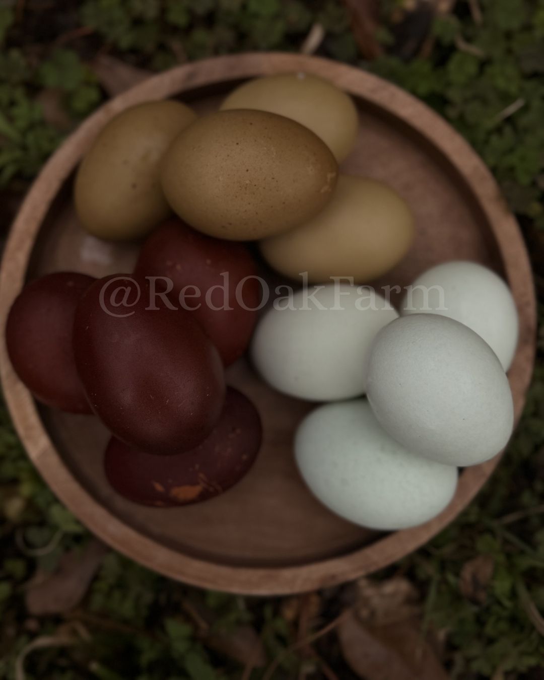 1 Dozen Mixed Chicks