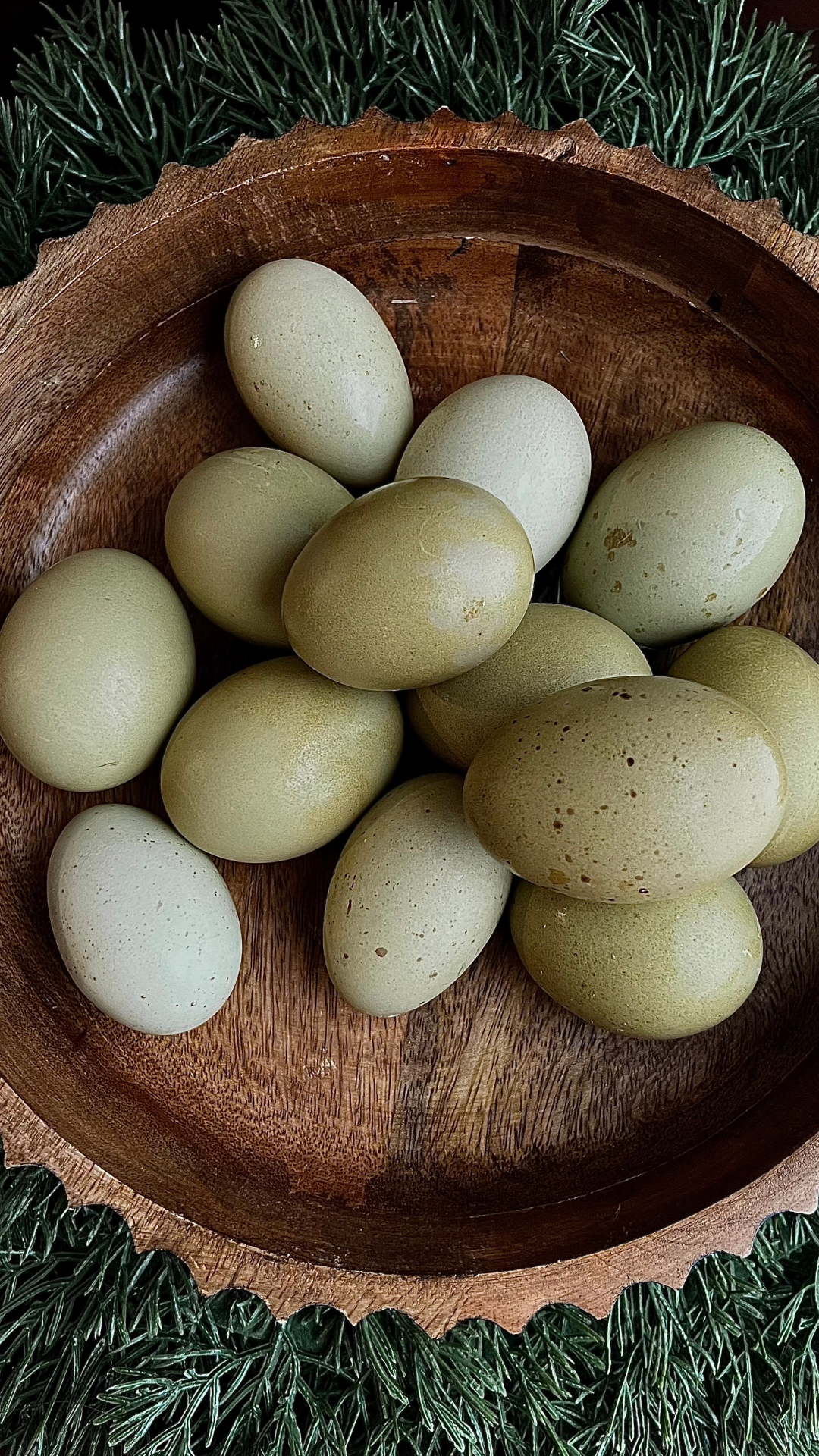 Olive Eggers Hatching Eggs