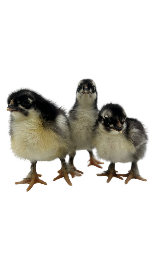 Black Copper Maran Chick
