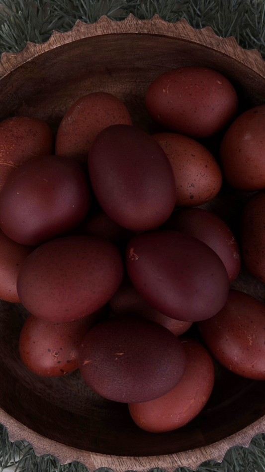 Black Copper Maran Hatching Eggs