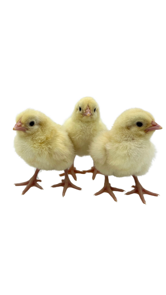America Bresse Chicks