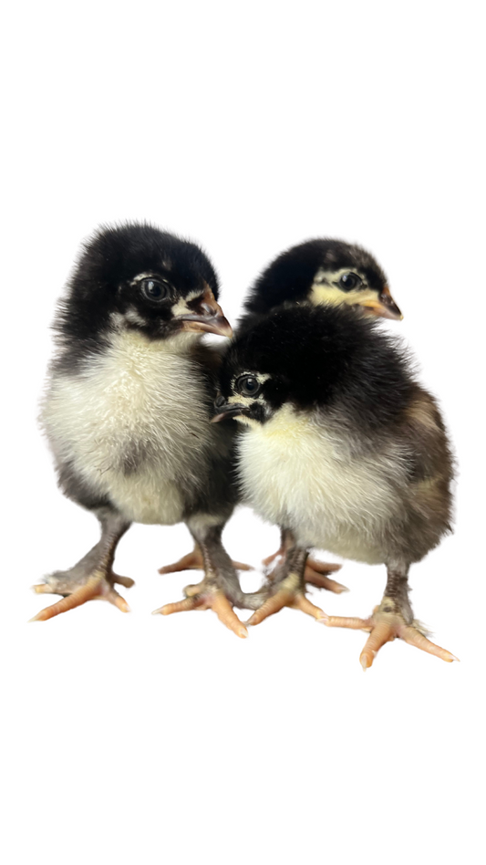 Olive Egger Chick