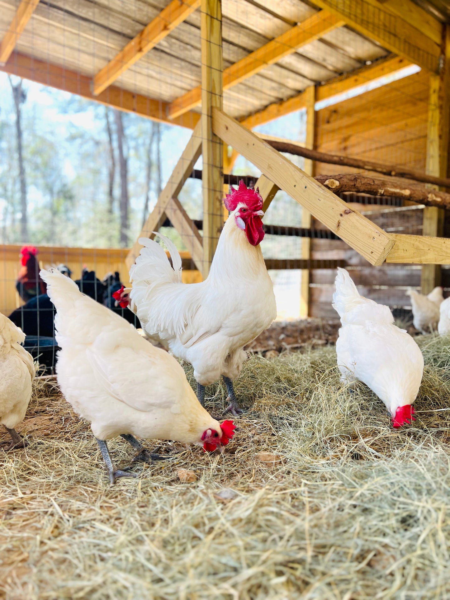 American Bresse Hatching Eggs