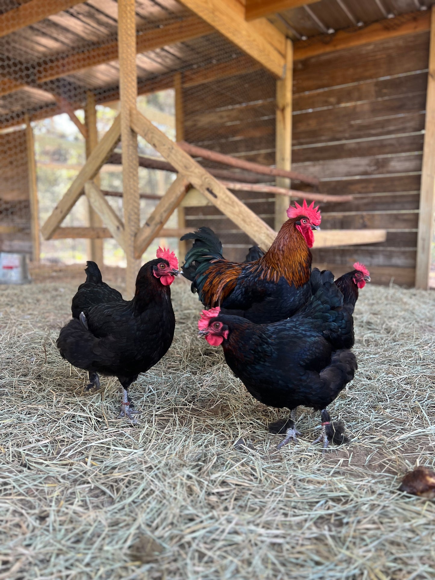 Black Copper Maran Hatching Eggs